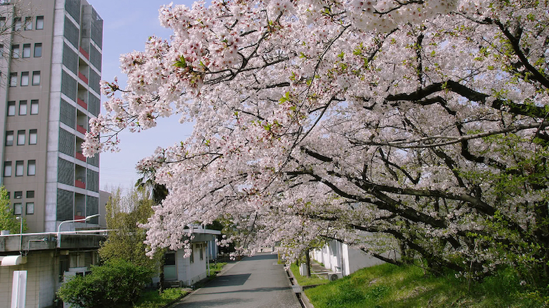 大学入学 イメージ