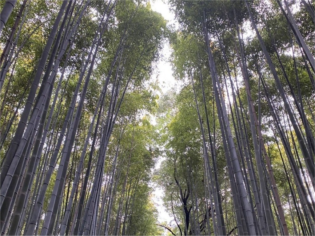 報告：研究室旅行2日目は京都嵐山に観光に行きました。